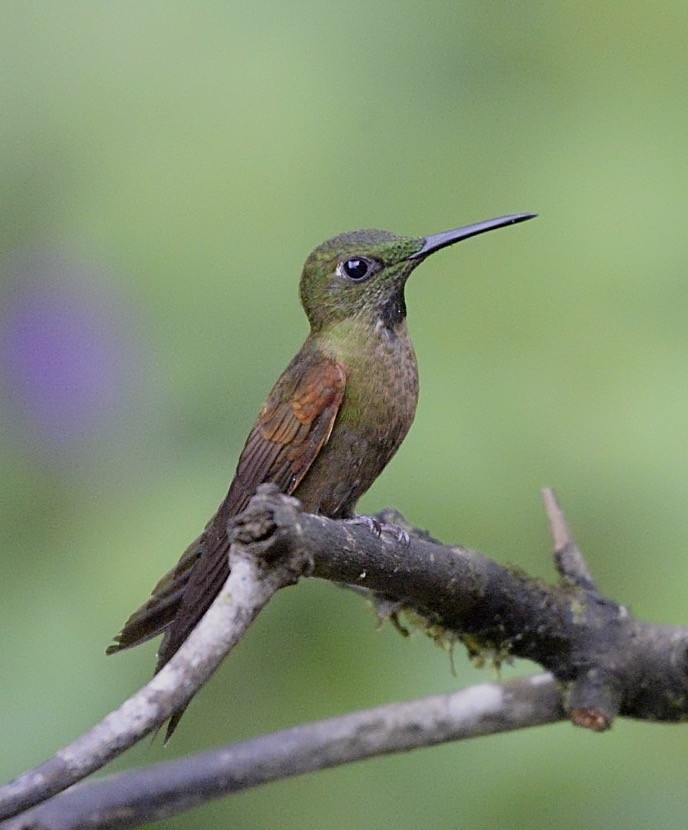 kolibřík hnědobřichý - ML86462191