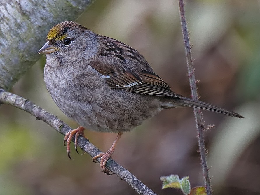 Golden-crowned Sparrow - Michael Rieser