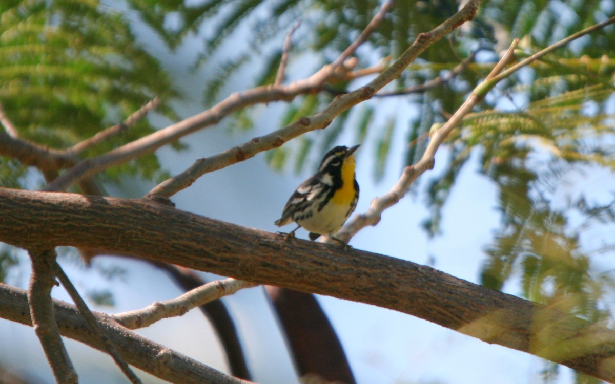 Yellow-throated Warbler - Plamen Peychev