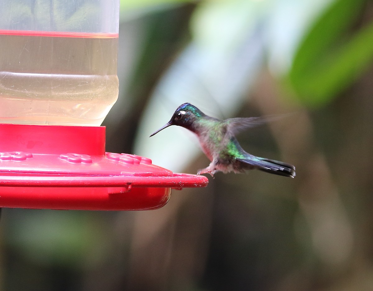 Violet-headed Hummingbird - ML86464081