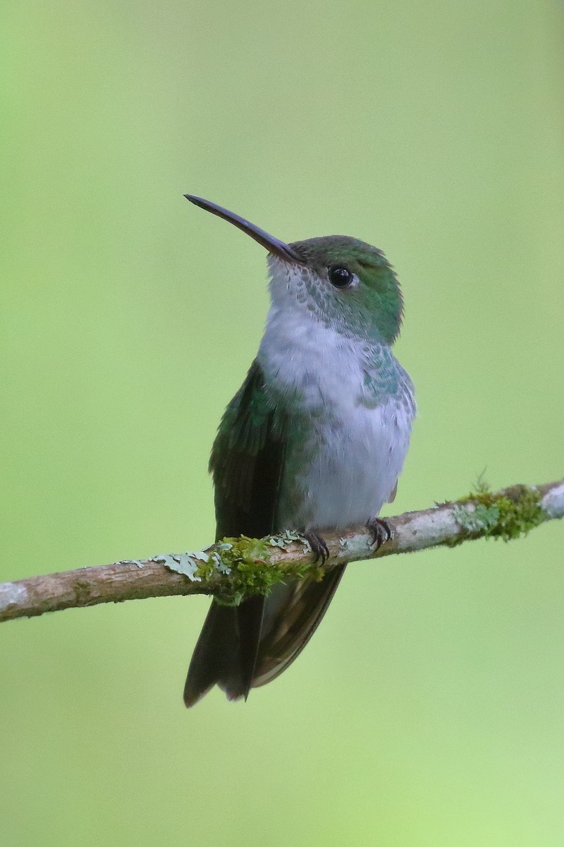 Green-and-white Hummingbird - ML86472411