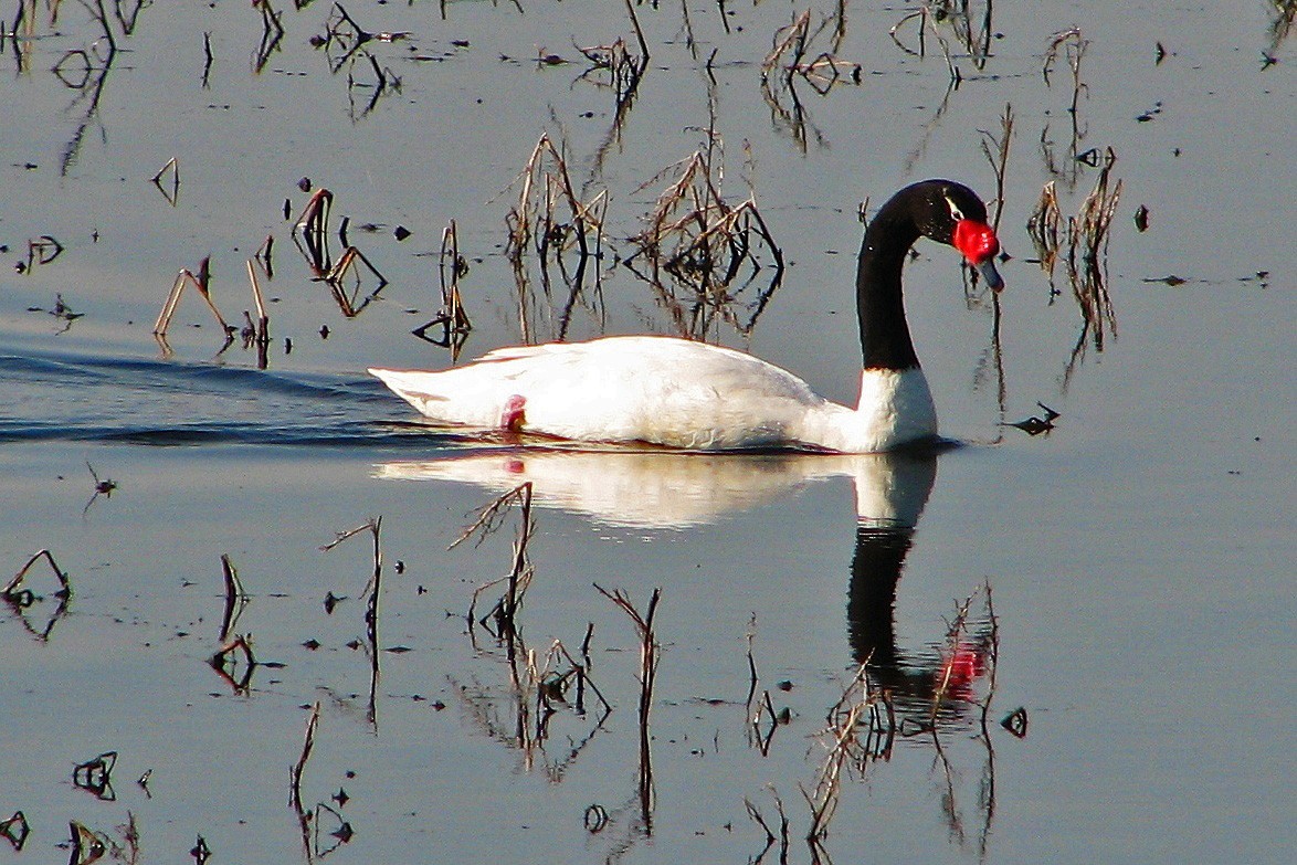 Black-necked Swan - Hugo Hulsberg