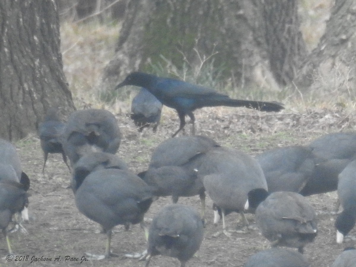 Great-tailed Grackle - Chip Pace