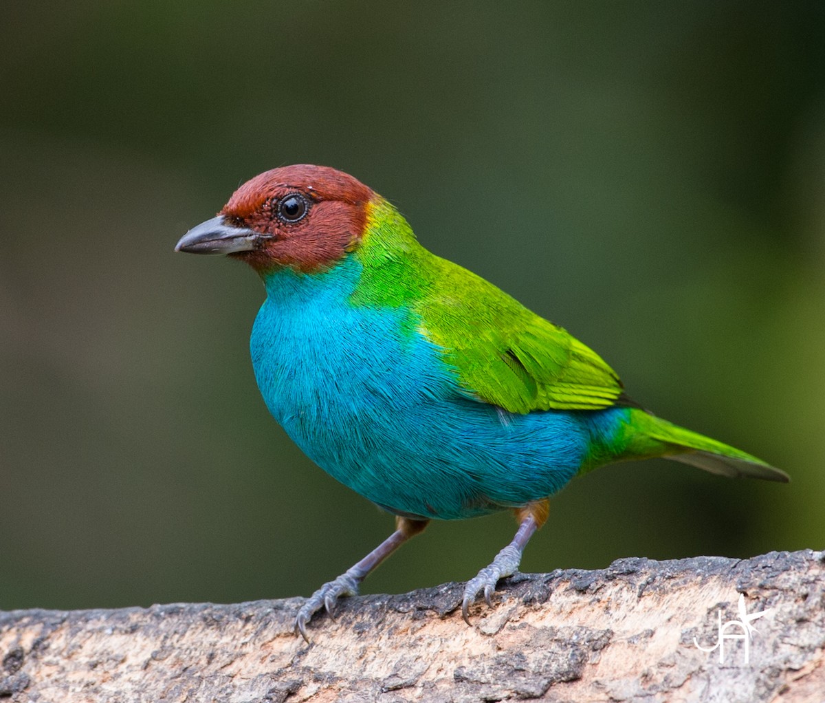 Bay-headed Tanager - ML86475051