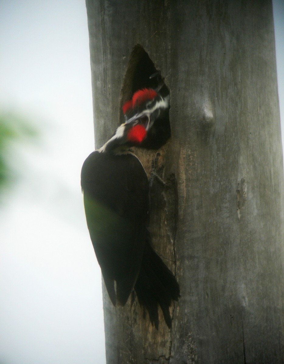 Pileated Woodpecker - Bill Maynard