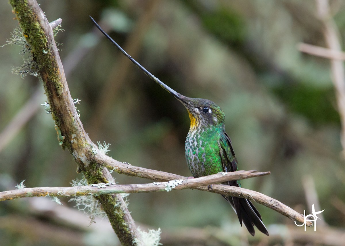 Sword-billed Hummingbird - Jennifer Alvarado