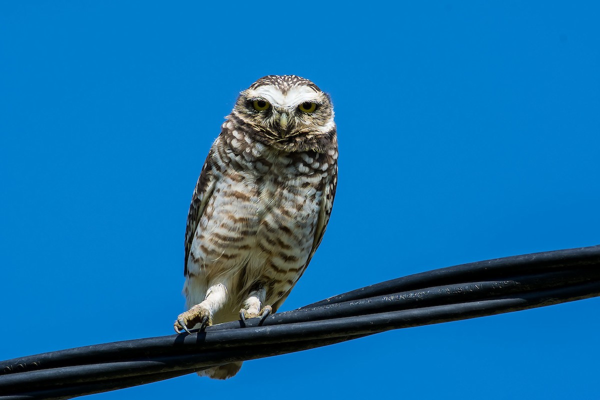 Burrowing Owl - Gerardo Serra