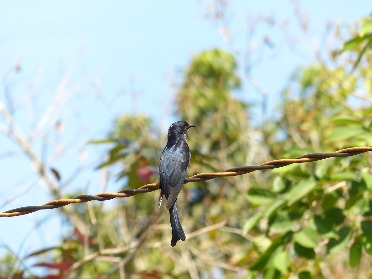 Square-tailed Drongo-Cuckoo - Suzanne Cholette
