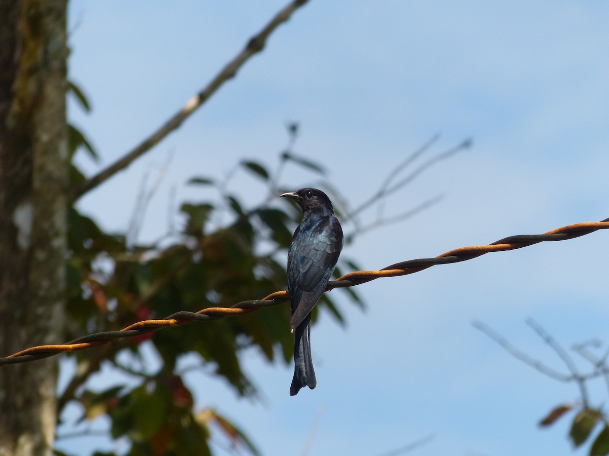Square-tailed Drongo-Cuckoo - ML86480281