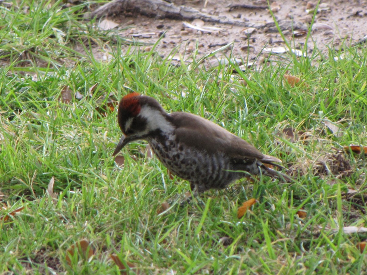 Arizona Woodpecker - ML86481851