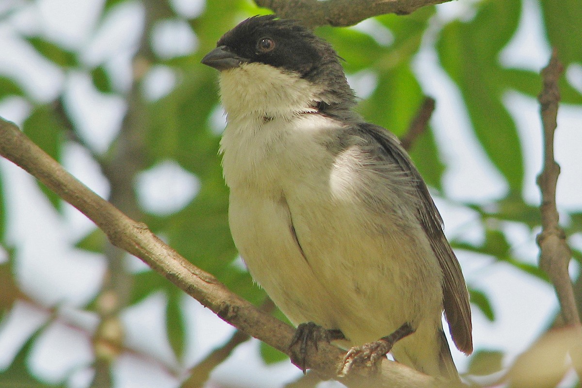 Black-capped Warbling Finch - ML86486481