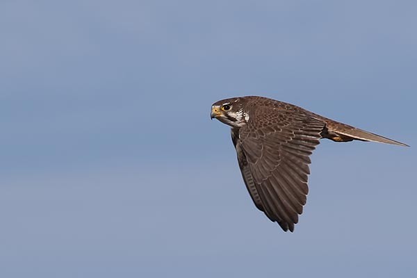 Prairie Falcon - Martin Meyers