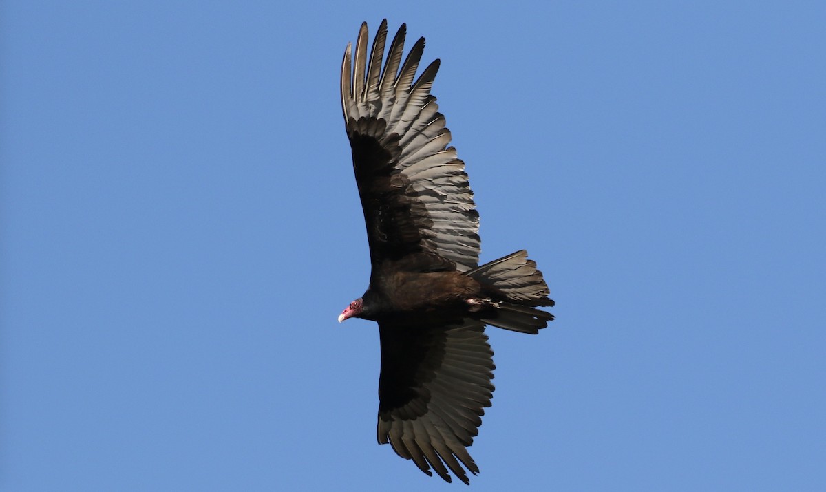 Turkey Vulture - ML86487141