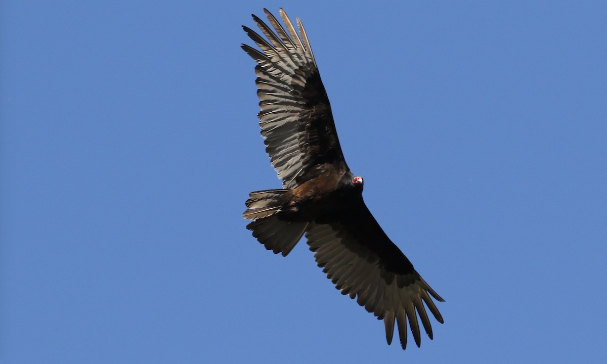 Turkey Vulture - ML86487351