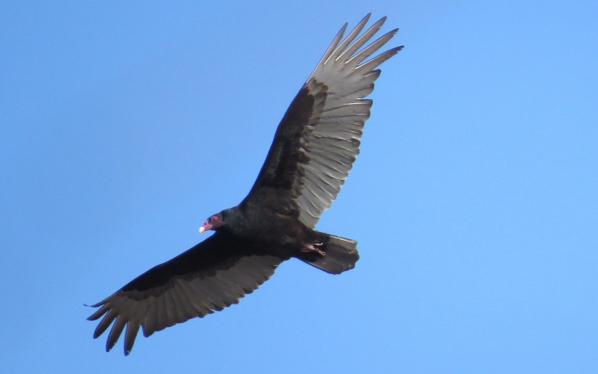 Turkey Vulture - Kitty Fournier