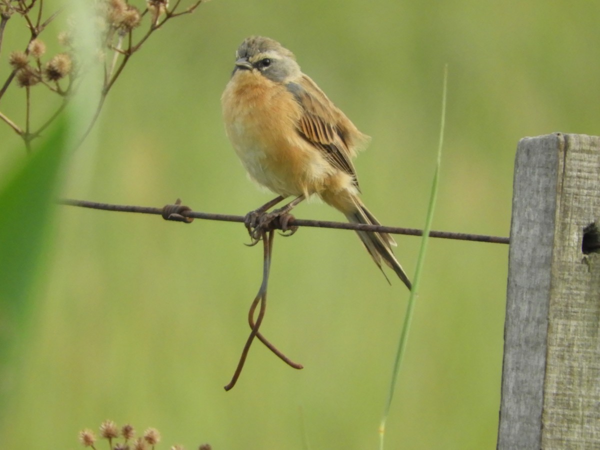 Long-tailed Reed Finch - Silvia Enggist