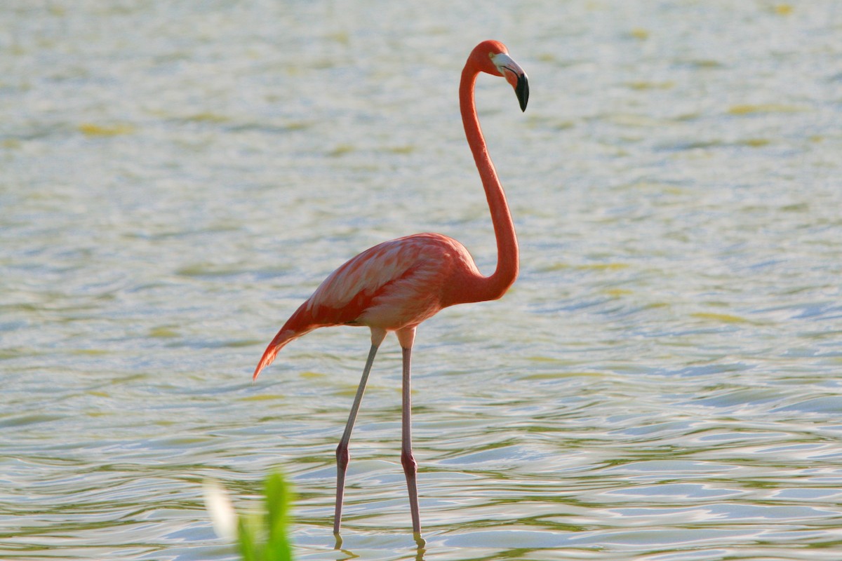 American Flamingo - Plamen Peychev