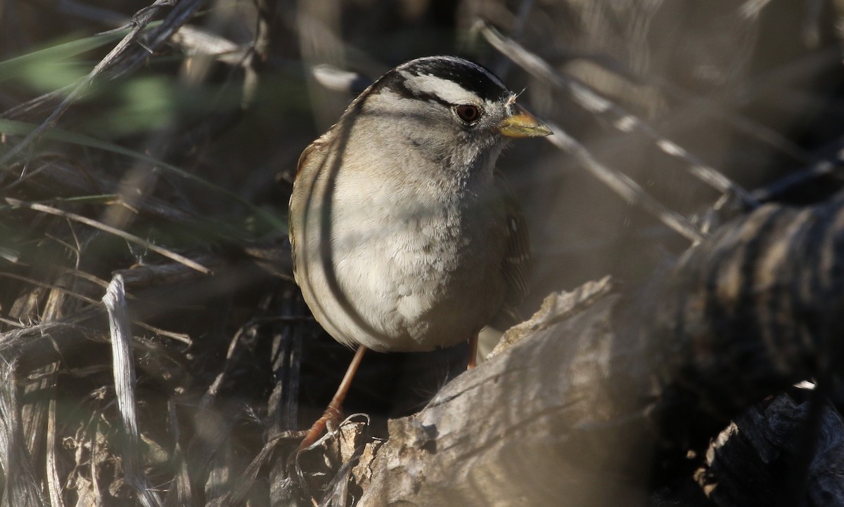 White-crowned Sparrow (pugetensis) - ML86495531