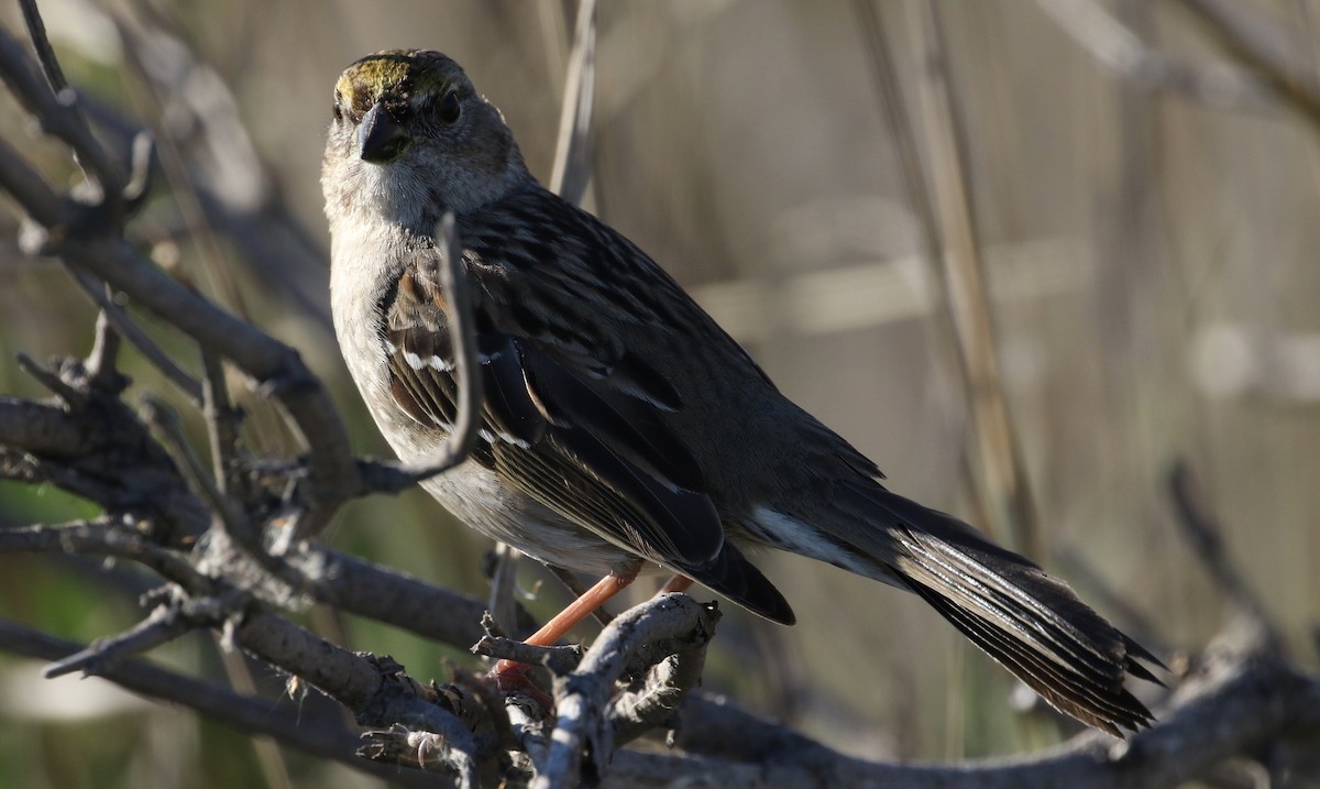 Golden-crowned Sparrow - ML86495981