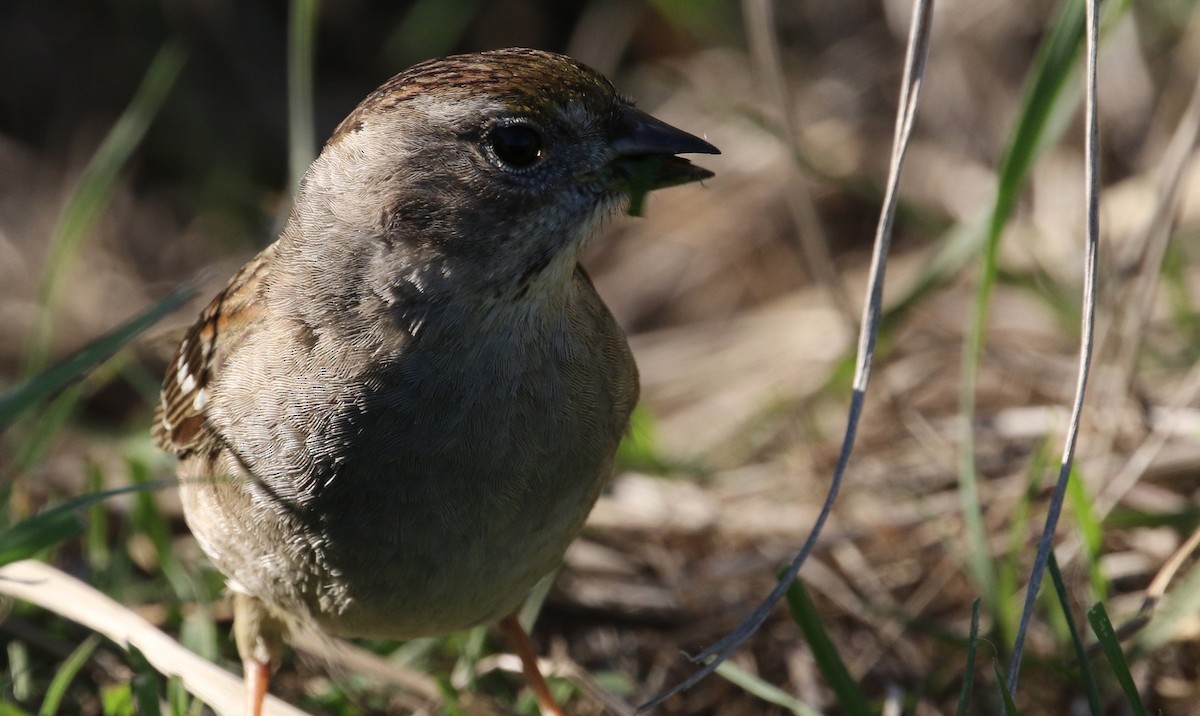 Golden-crowned Sparrow - ML86496271
