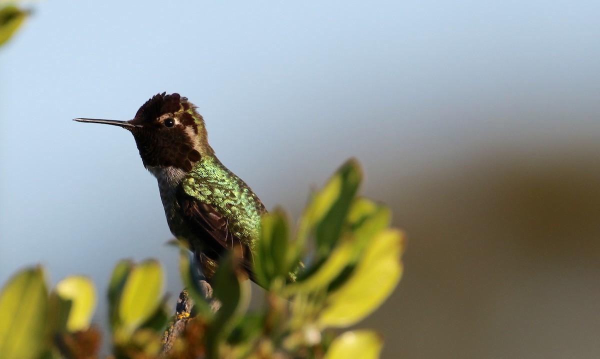 Anna's Hummingbird - ML86499211