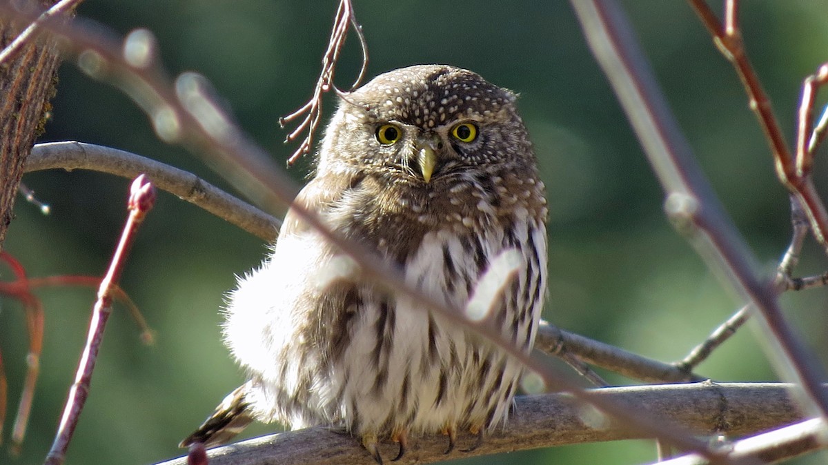 Northern Pygmy-Owl - Julie Newman