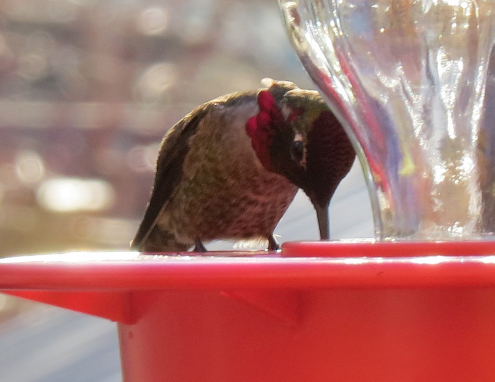 Anna's Hummingbird - ML86501121