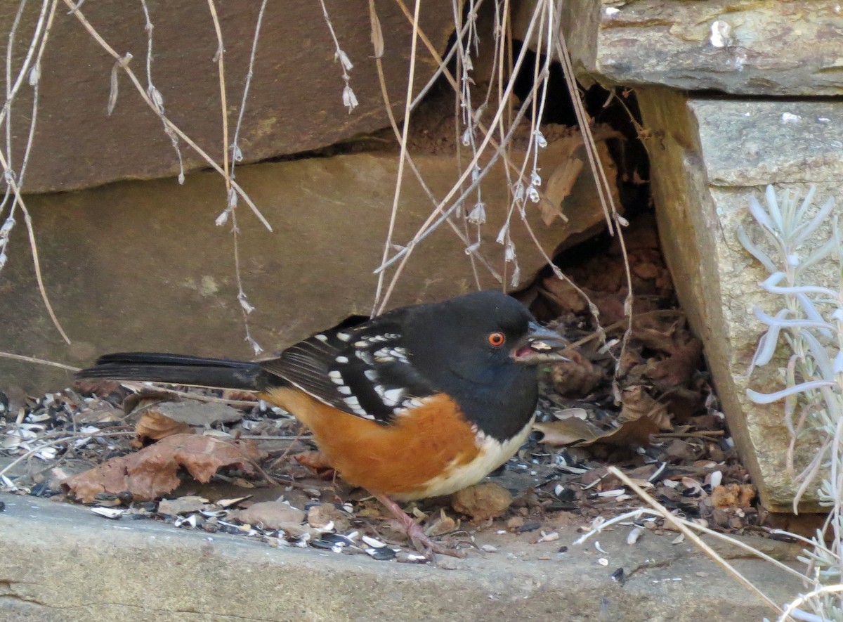Spotted Towhee - ML86501371