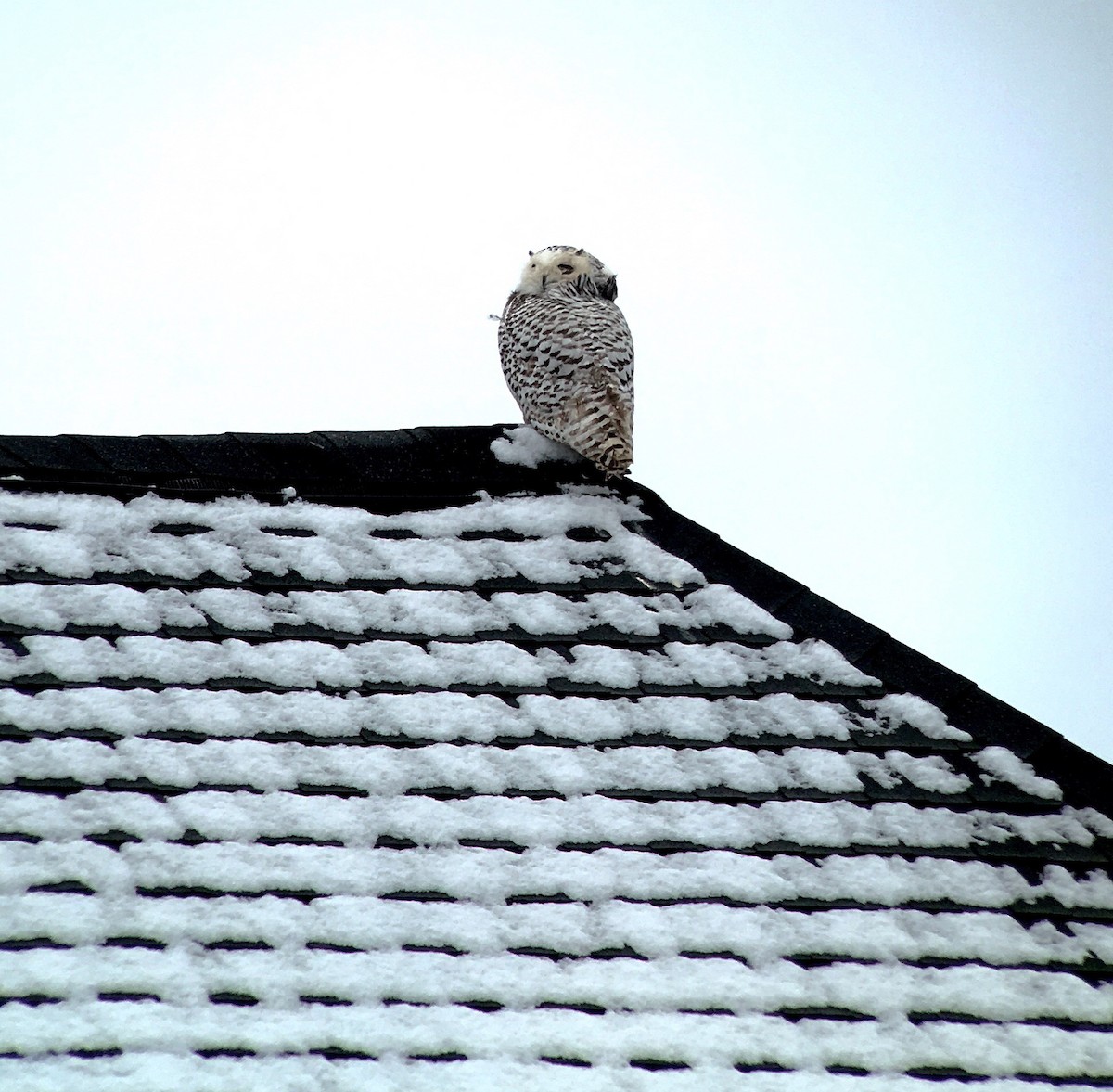 Snowy Owl - ML86504241