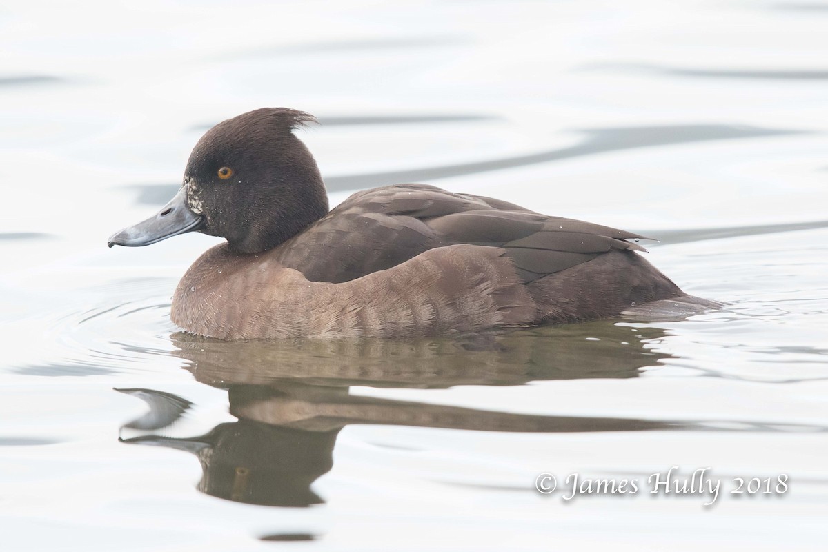 Tufted Duck - ML86504341