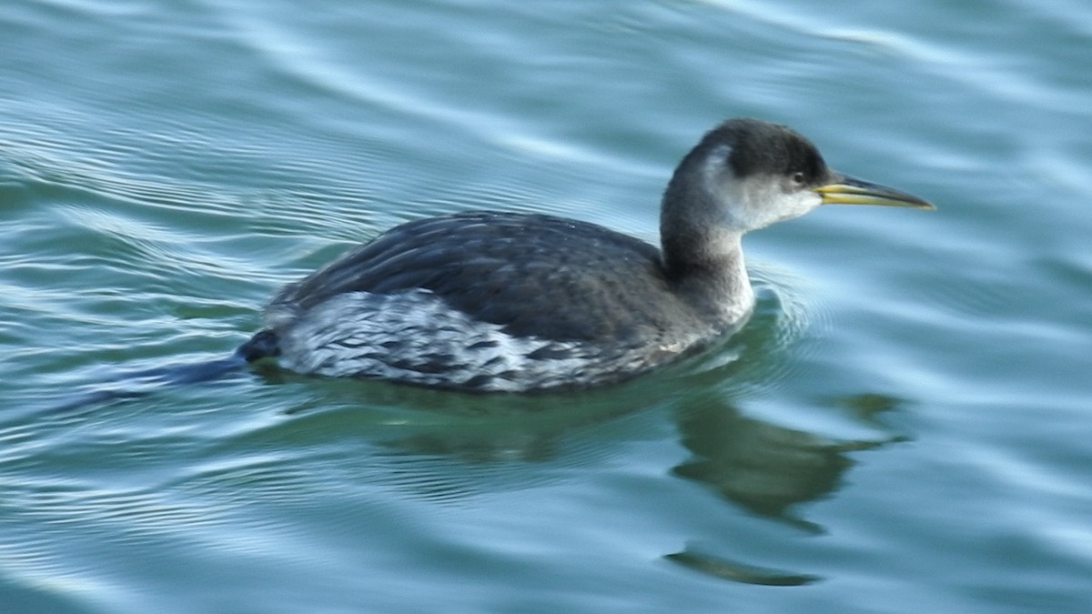 Red-necked Grebe - ML86505121