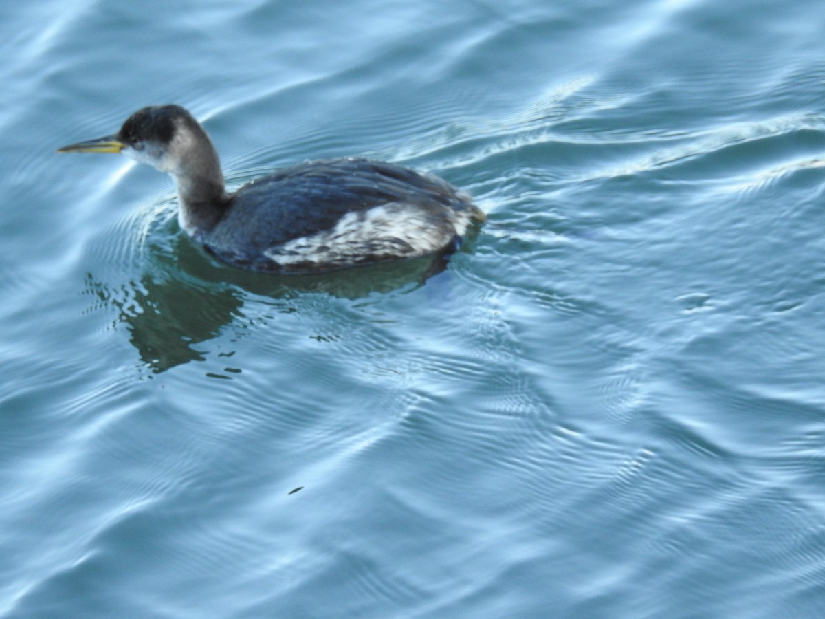 Red-necked Grebe - ML86505161