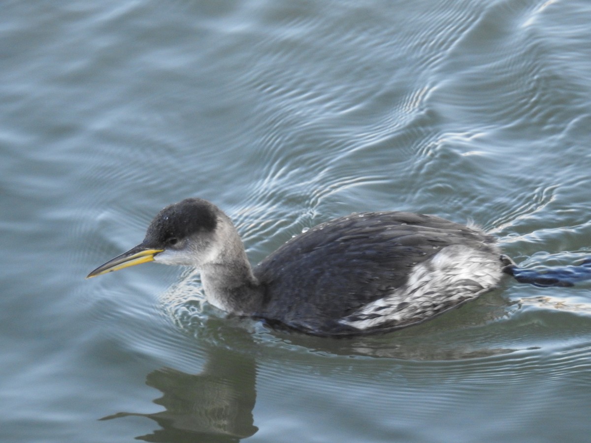 Red-necked Grebe - ML86505181