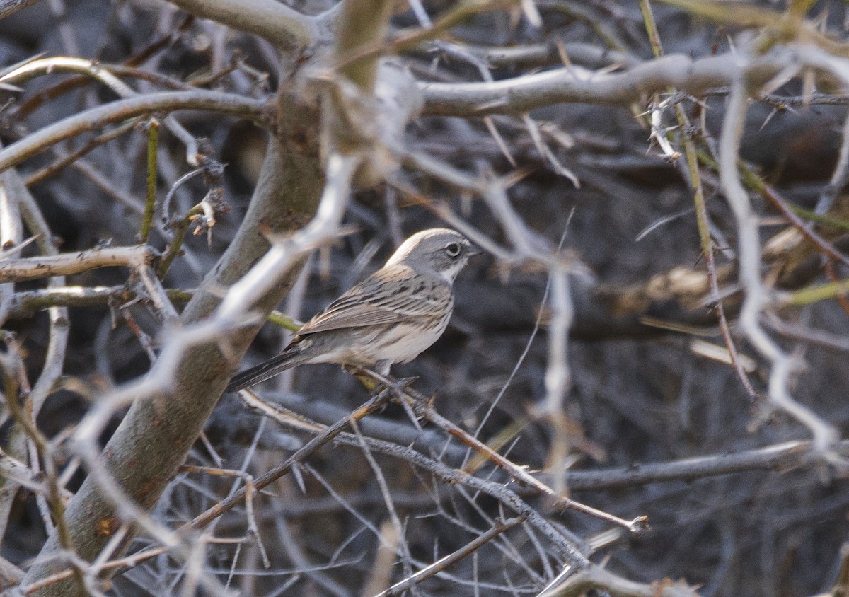 Sagebrush/Bell's Sparrow (Sage Sparrow) - ML86508611