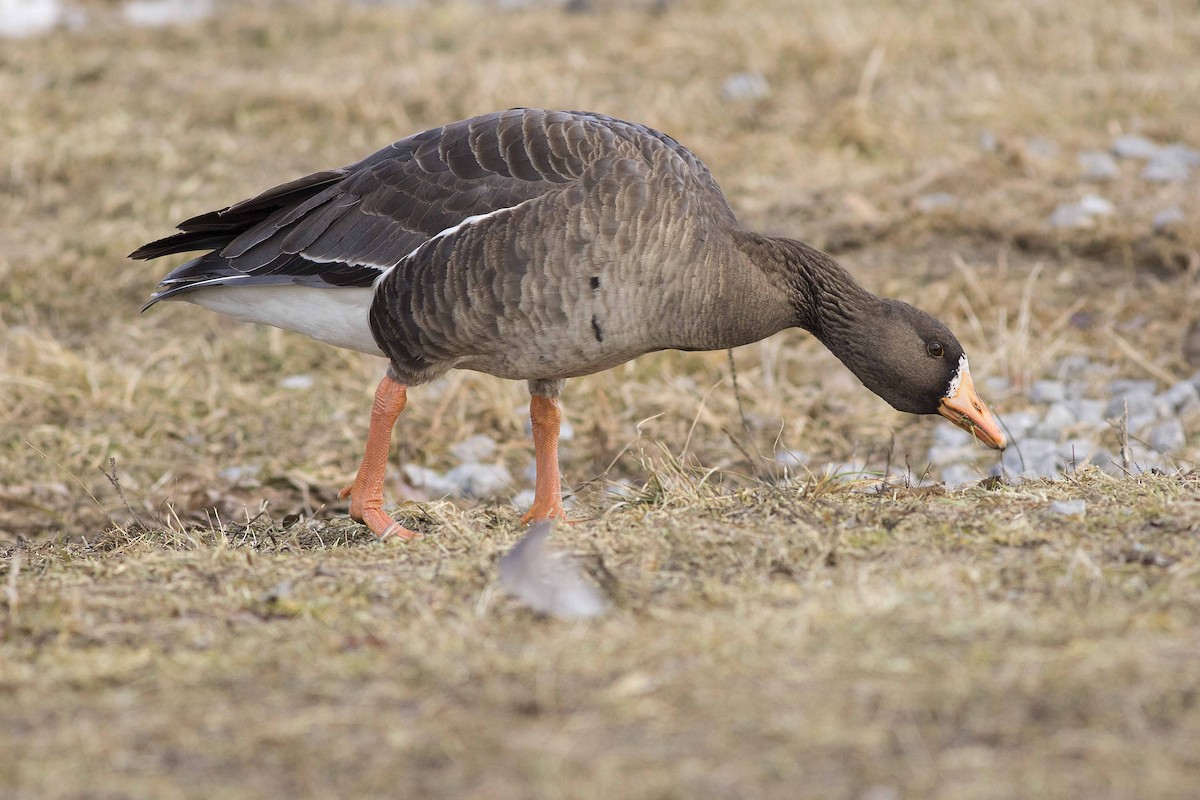 Greater White-fronted Goose - Mark Peck