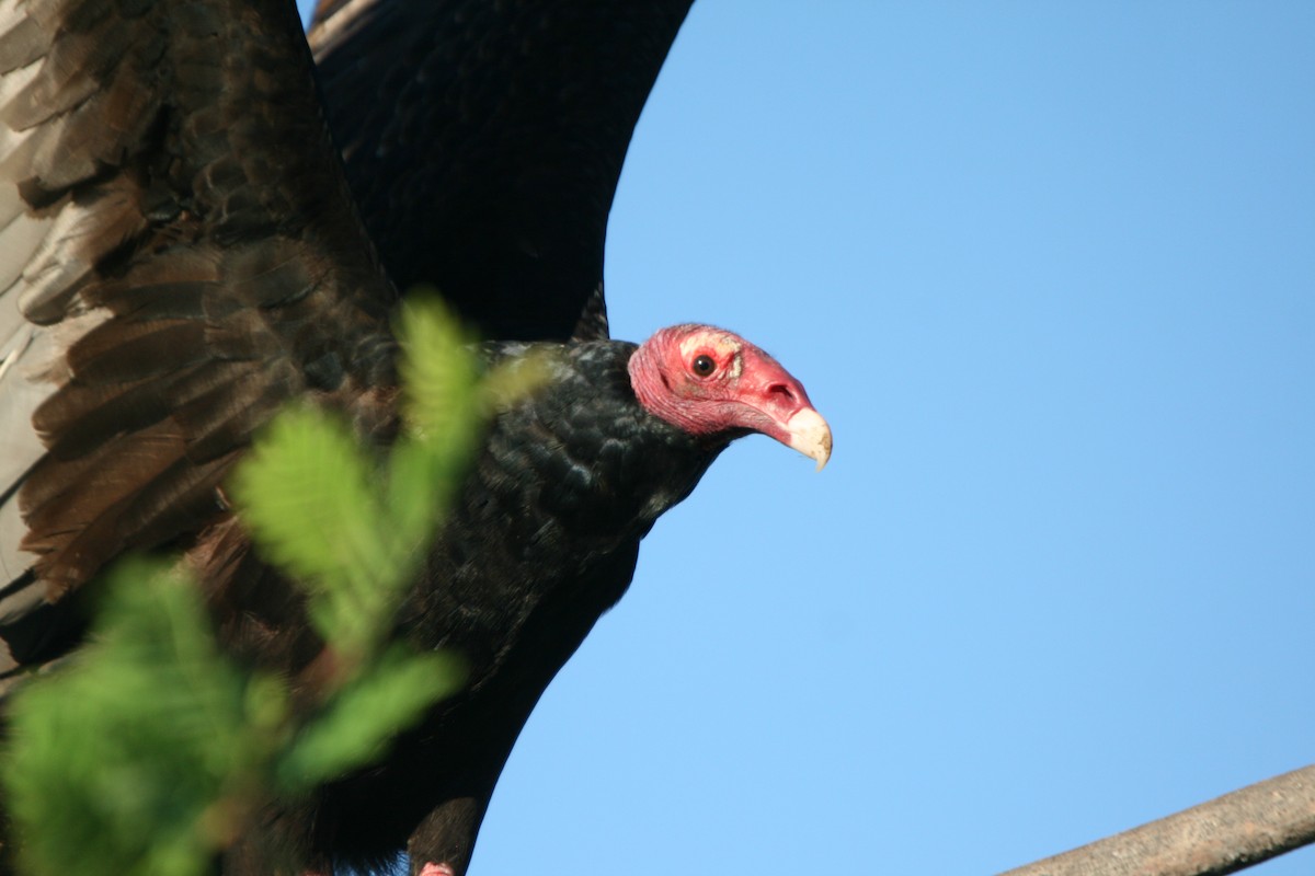 Turkey Vulture - Plamen Peychev