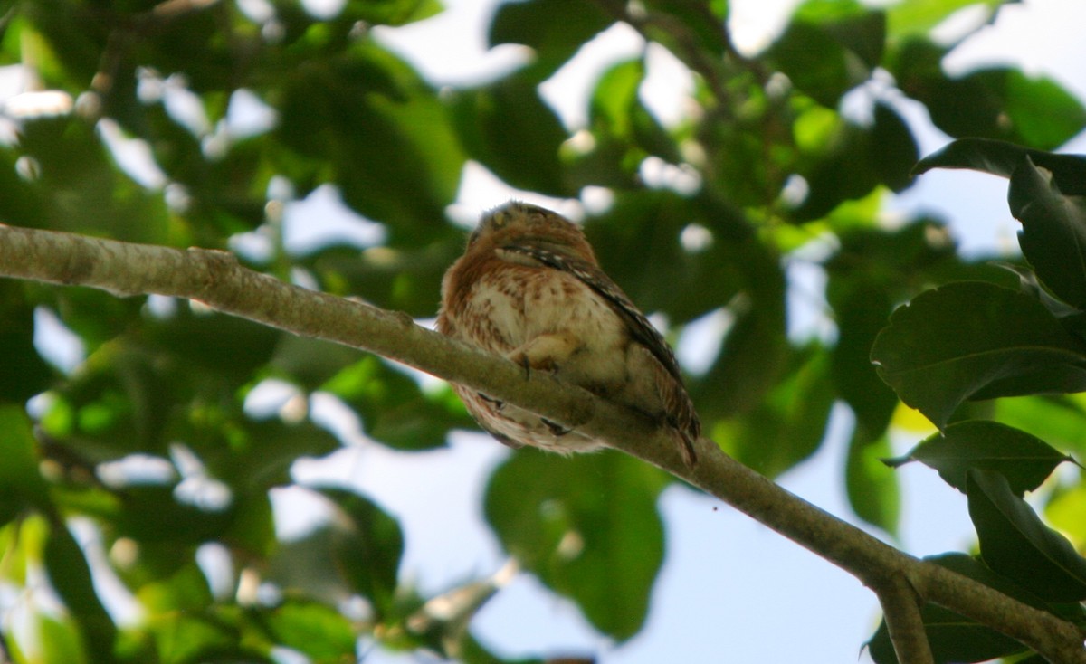 Cuban Pygmy-Owl - ML86511931