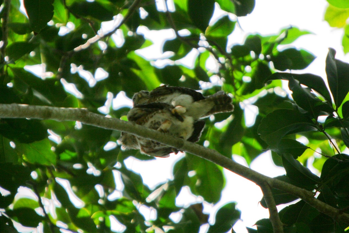 Cuban Pygmy-Owl - ML86511961