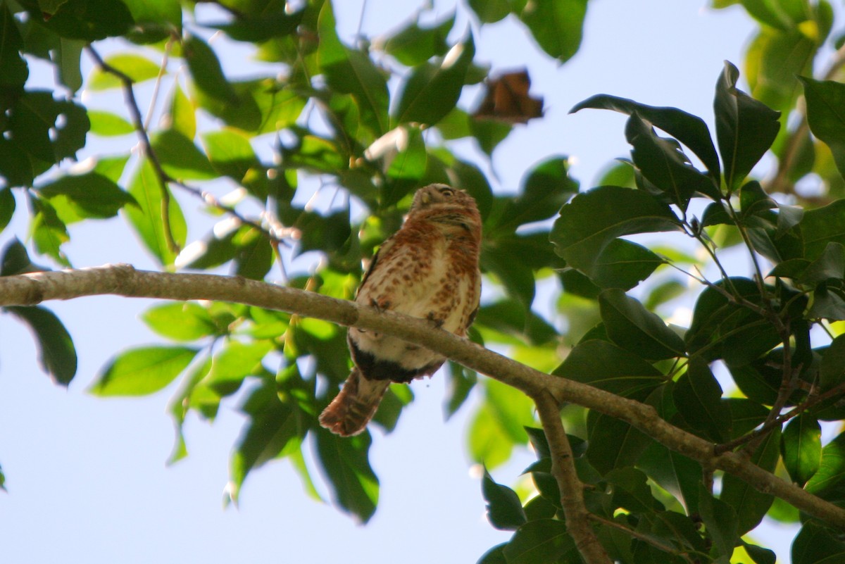 Cuban Pygmy-Owl - ML86511991