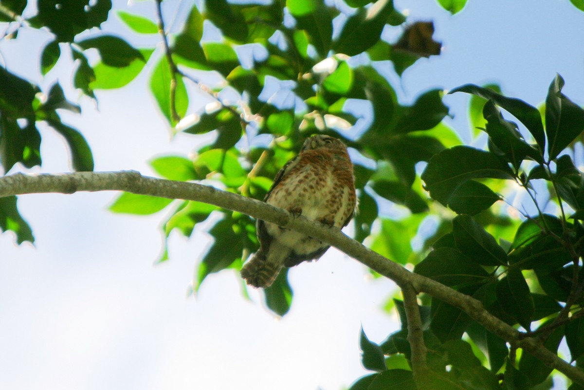 Cuban Pygmy-Owl - ML86512031