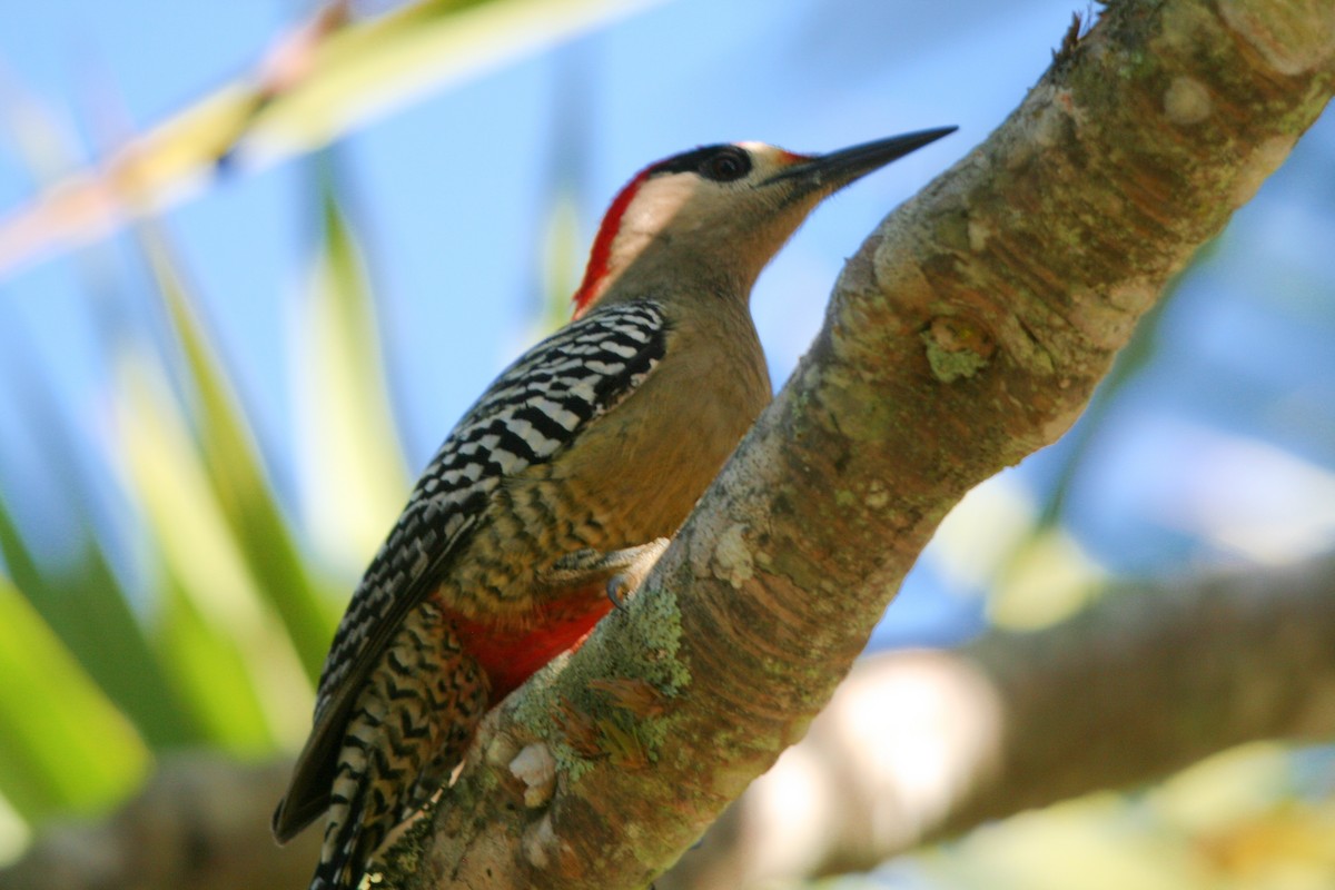 West Indian Woodpecker - ML86514051