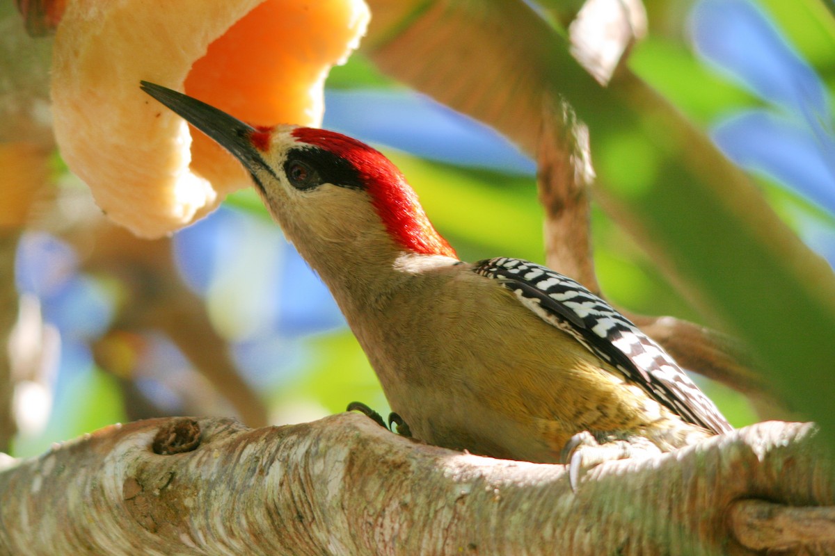 West Indian Woodpecker - ML86514071