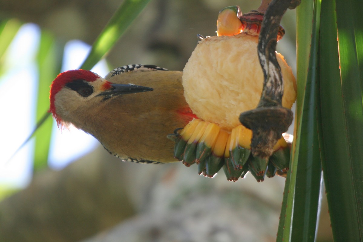 West Indian Woodpecker - ML86514101
