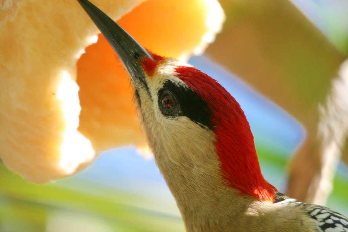 West Indian Woodpecker - ML86514131