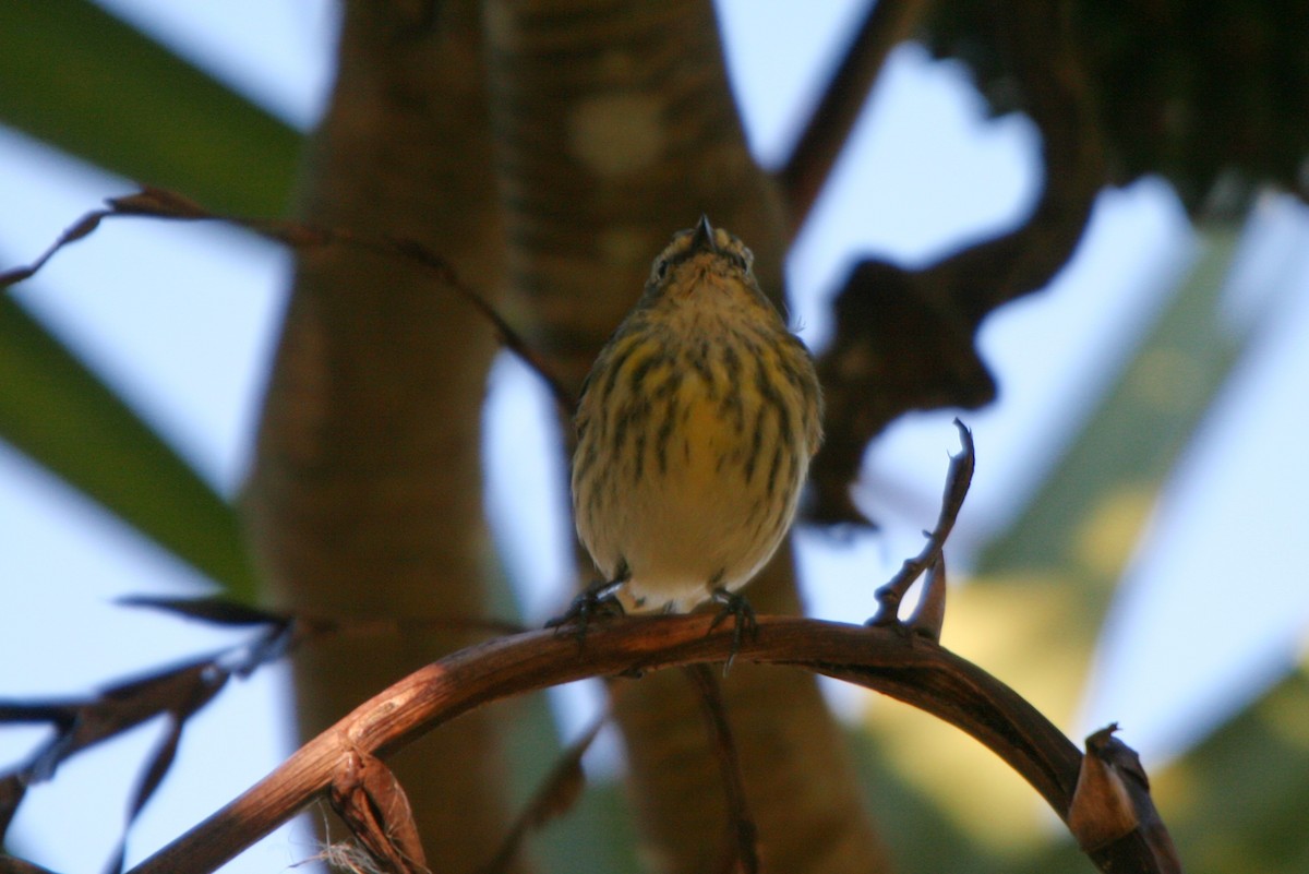 Cape May Warbler - ML86516531