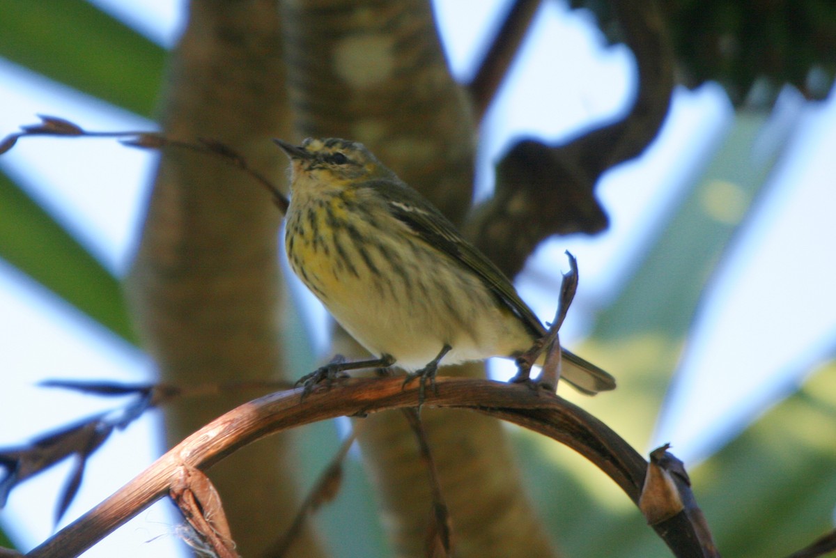 Cape May Warbler - ML86516541