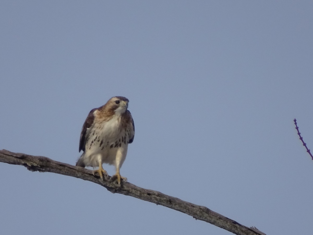 Red-tailed Hawk - Jennifer Reck