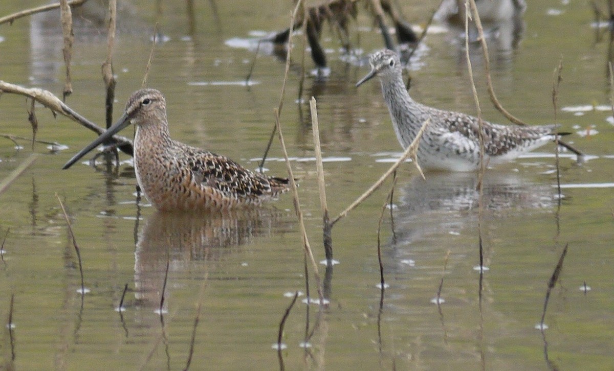 Long-billed Dowitcher - ML86519731