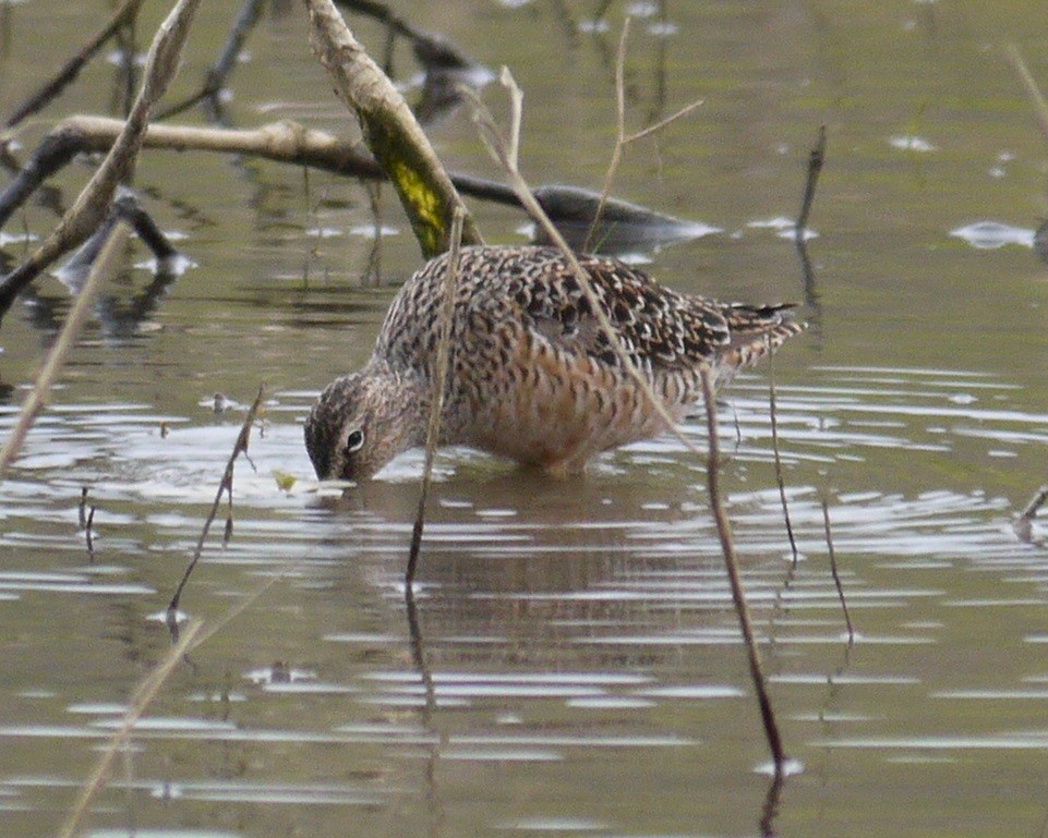 Long-billed Dowitcher - ML86519751