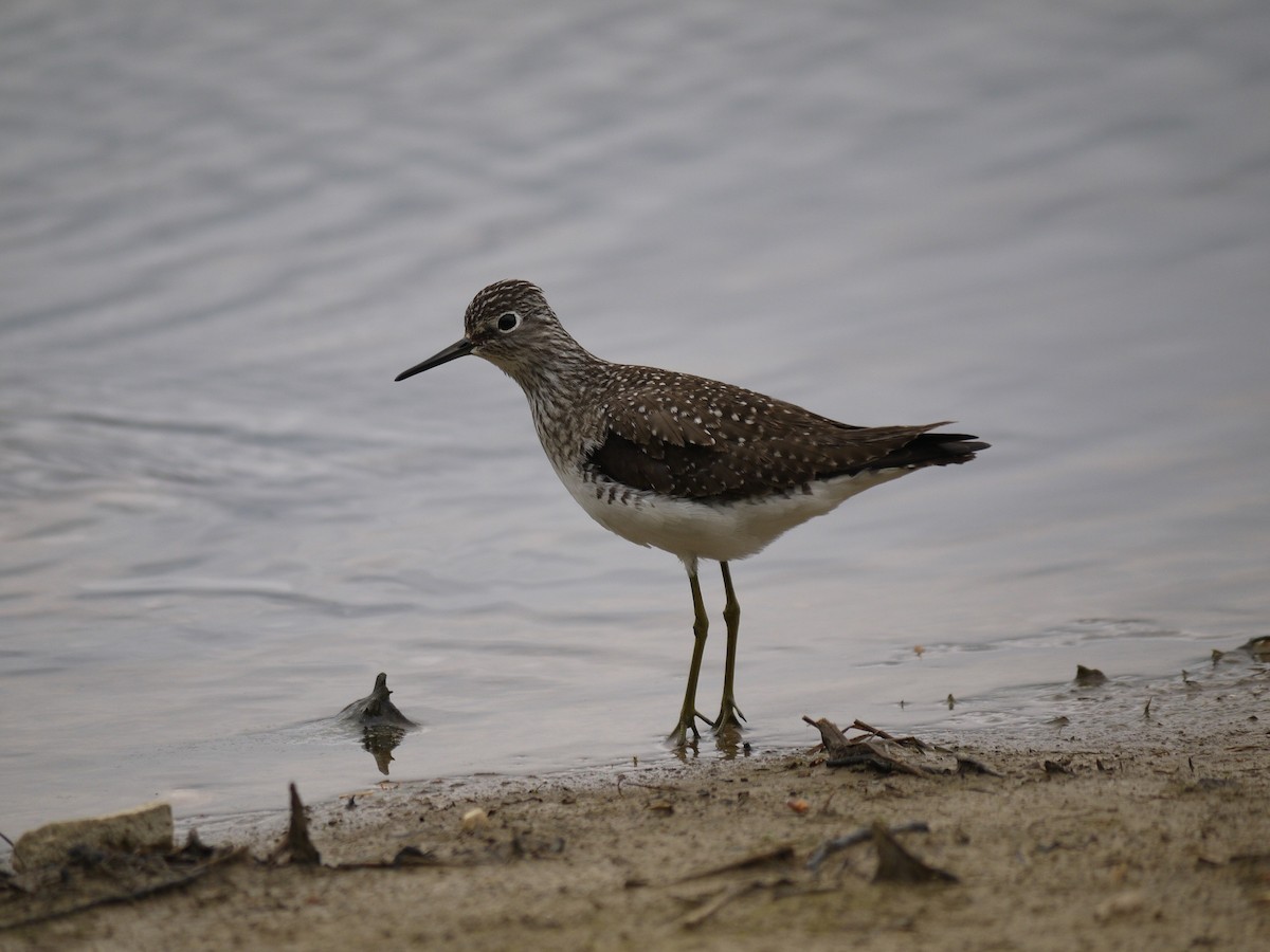 Solitary Sandpiper - Andy Belt